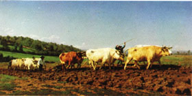 Plowing in the Nivernais;the dressing of the vines